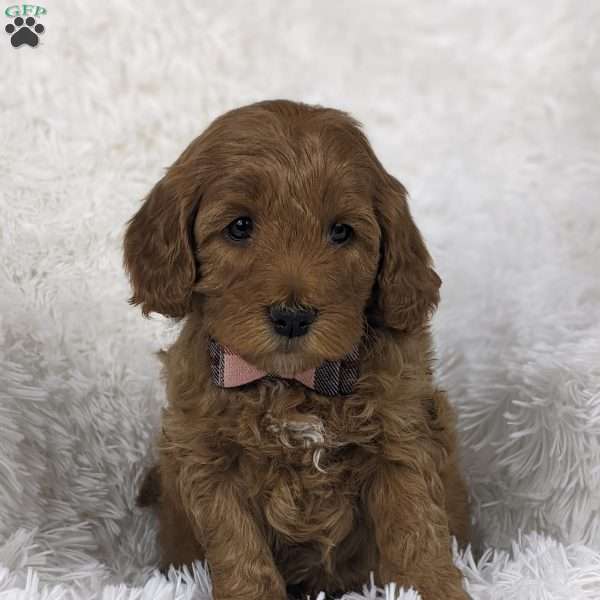 Bouquet, Mini Goldendoodle Puppy